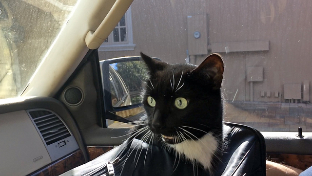 Cat loudly complains about going for a car ride