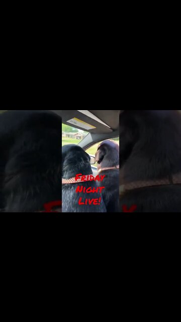 #Labrador and #BlueTick shilling for the best #LiveStream on YouTube! #Shorts, #ShortsVideo, #FNL
