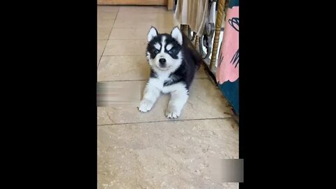 Cutest husky puppy #shorts #dog #husky