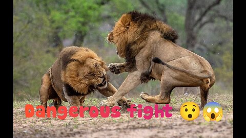 Lion Vs Lion | Lion fighting 😯😱 | A Battle of the Kings" for your lion fight video? 🦁👑