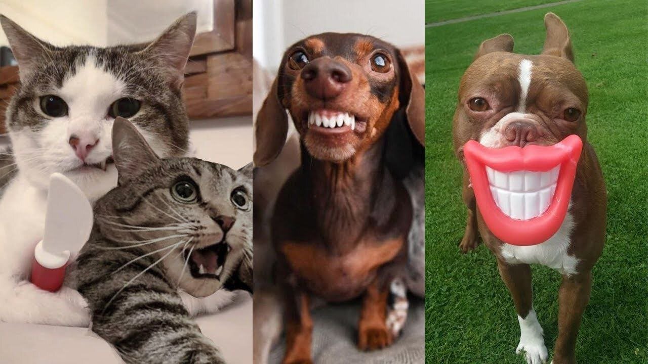 Laugh Out LOUD with the Funniest Animal Moments of 2024!