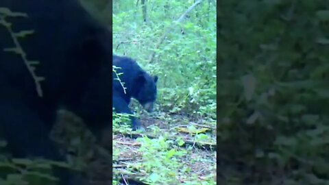 #shorts well hello there big fella #bear #nature #season