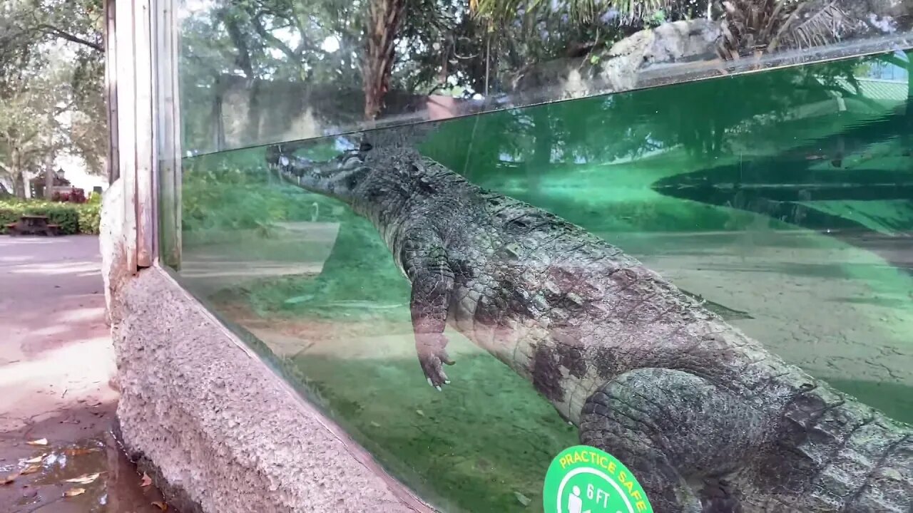 Busch Gardens LIVE!