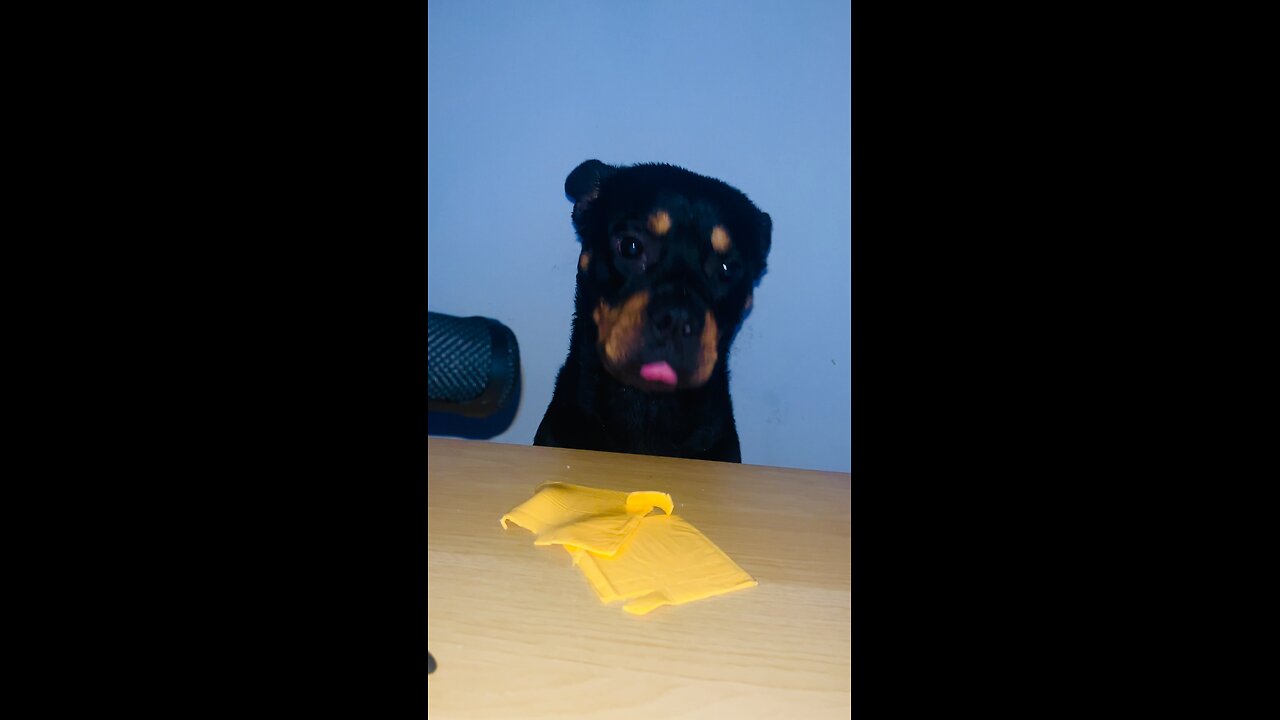 Cute dog Eats Cheese (must watch)