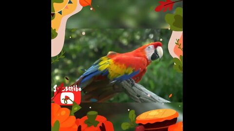 Animal sounds, learning tropica🐸🦜🦚l animals names and sounds