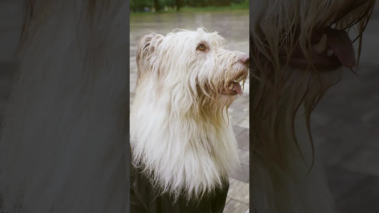 Cute Dog Shaking Hand