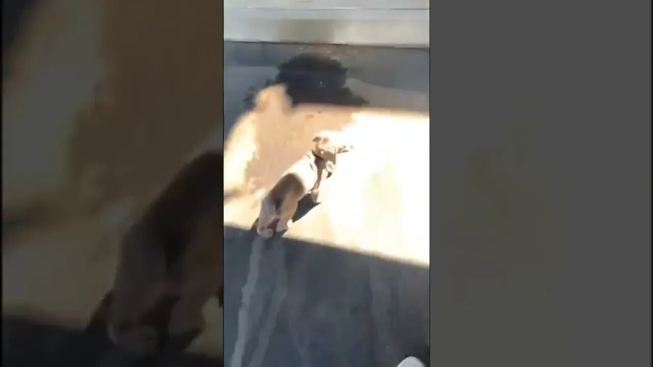 Funny Animals 168 funnycontent707