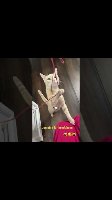 Cat jump up and down shorts