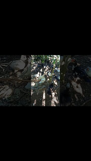 Muscovys relaxing 29th July 2021