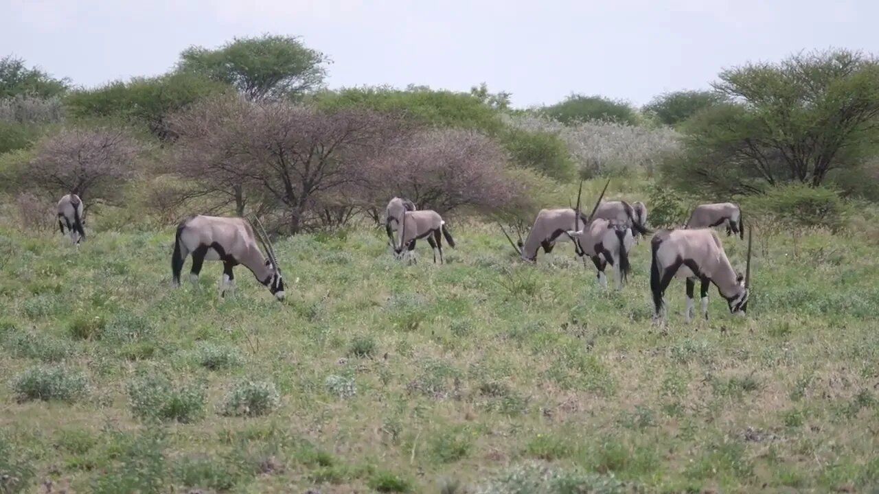 Herd of gemsbok in Central Kalahari Game Reserve, Botswana