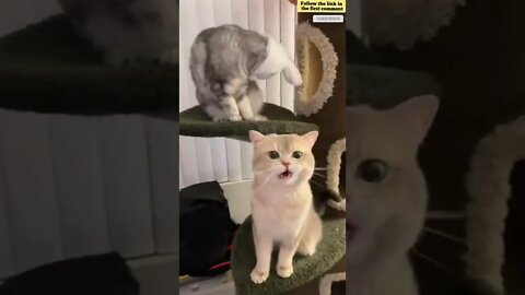 cute cat videos 😹 funny videos 😂 722 😻 #shorts #shortsfunny #cutecat #funnycat #catvideos #catscare