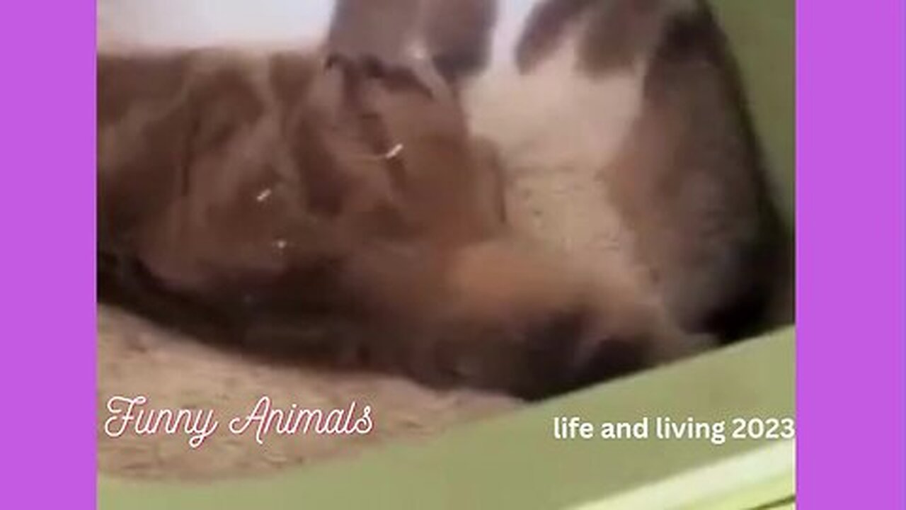 Funny Animals 2 || Funniest Dogs and Cats Videos