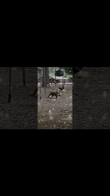 #englishbulldogs #englishbullies #bulldogstud