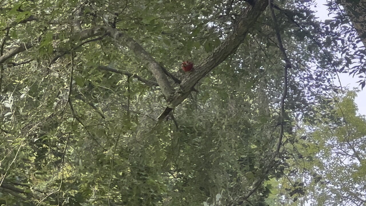 Spunky male Cardinal