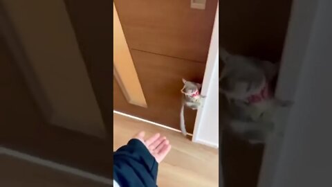 Cute Little Beast