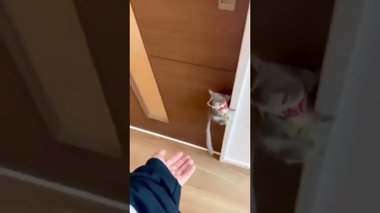 Cute Little Beast