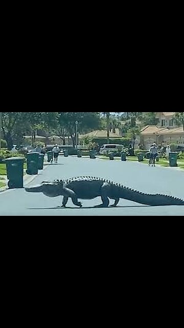 "Huge Alligators Block Pedestrian Crossing: Unusual Wildlife Encounter"