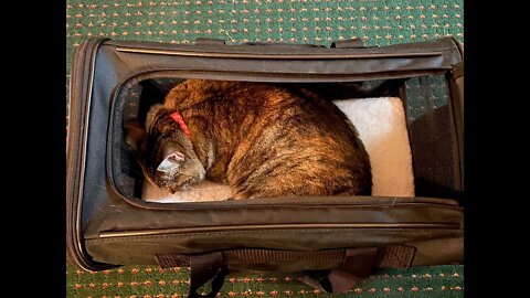 Milo almost has an accident while playing in her carrier.