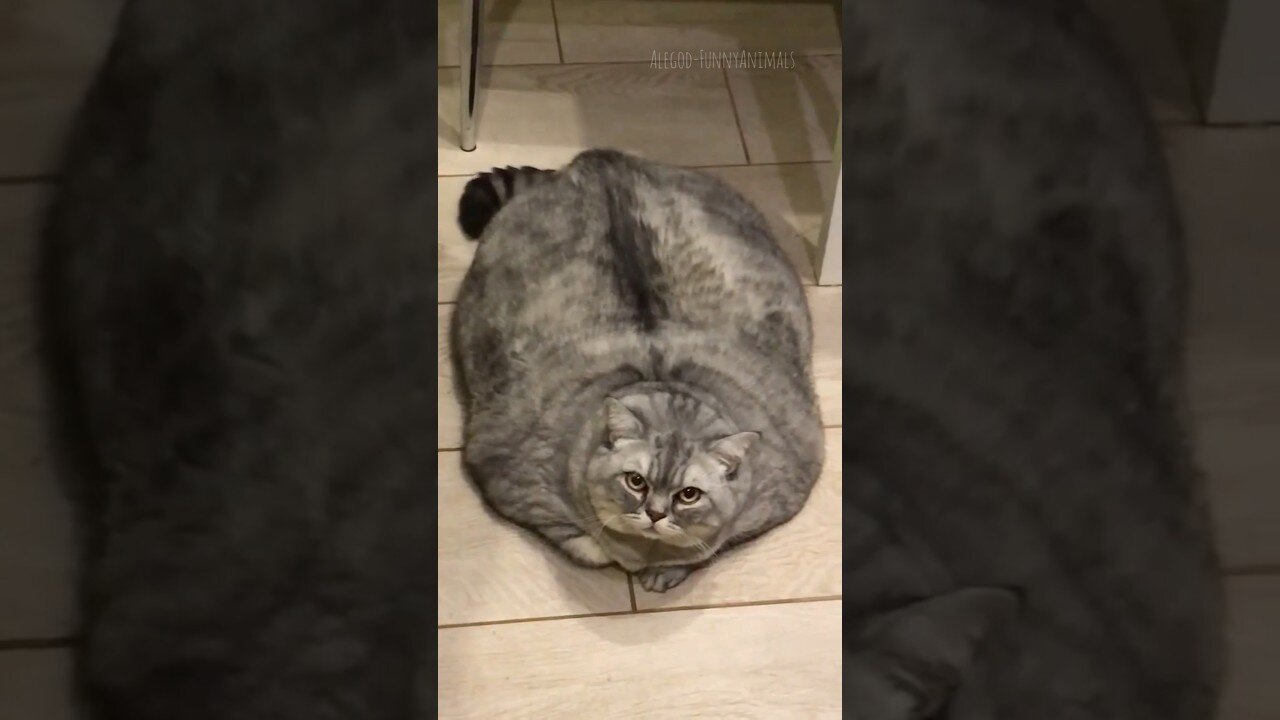 Funny animals 2023😆 - Funniest Cats and Dogs Video🐕🐈