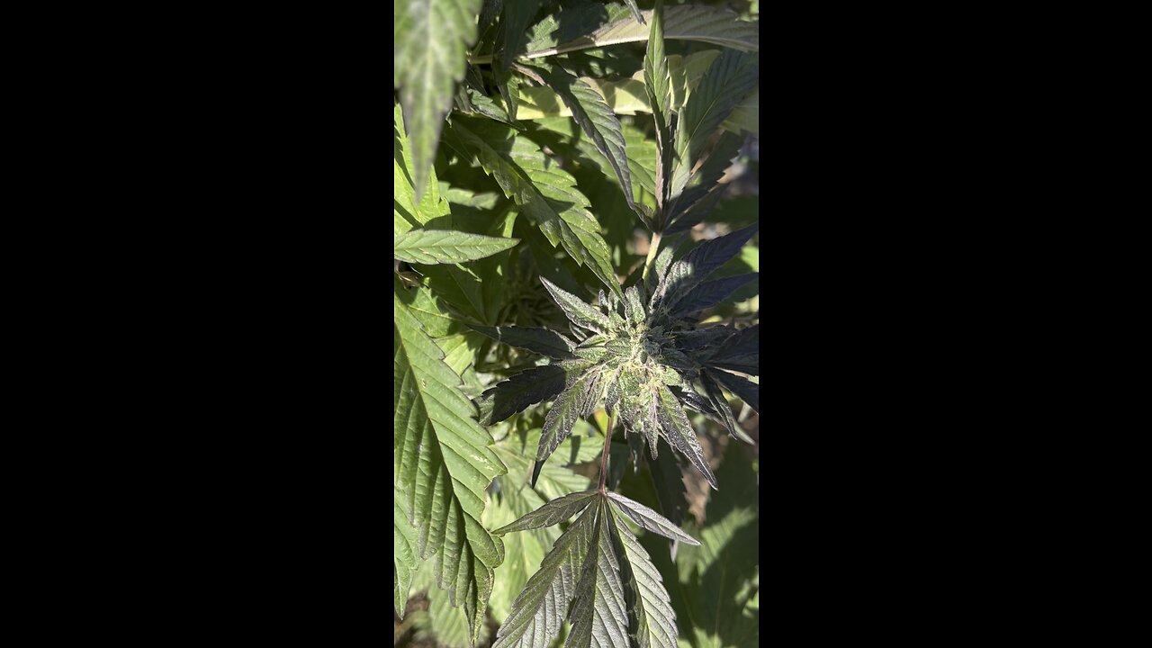 Beautiful White Runts and Red Velvet Cannabis Plants