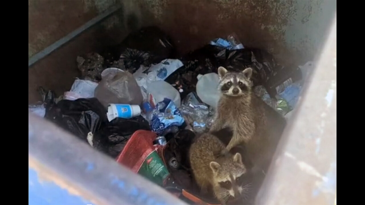 Dumpster Divers Get Stuck! The Adventures of Frick & Frack