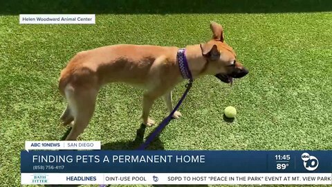 Pet of the Week: Bambi