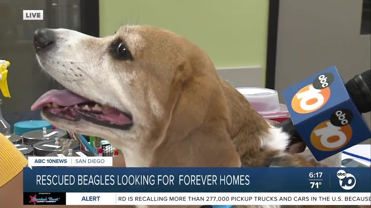 Rescued beagles looking for forever homes in San Diego