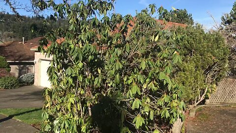 Giant tropicalesque Rhododendron