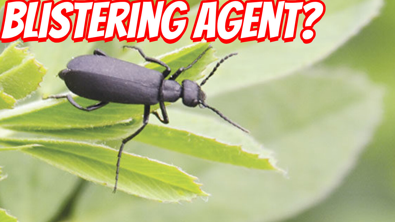 The Surprising Danger of The Blister beetle!