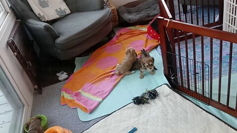 J Litter - short videos(2)