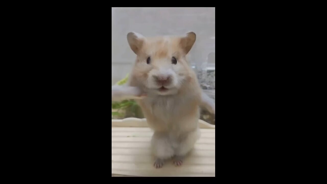 Happy guinea pig hitting a jig