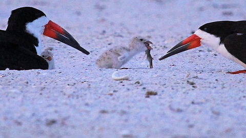 Beach Nesting Birds - Feeding Time