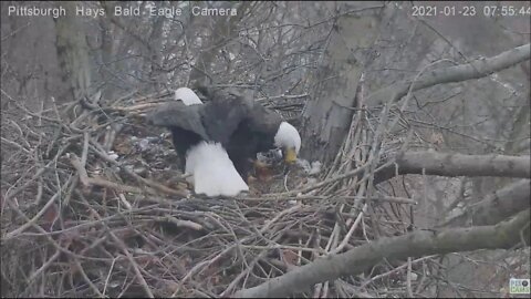 Hays Eagles Mom s wings are larger than the nest 12321