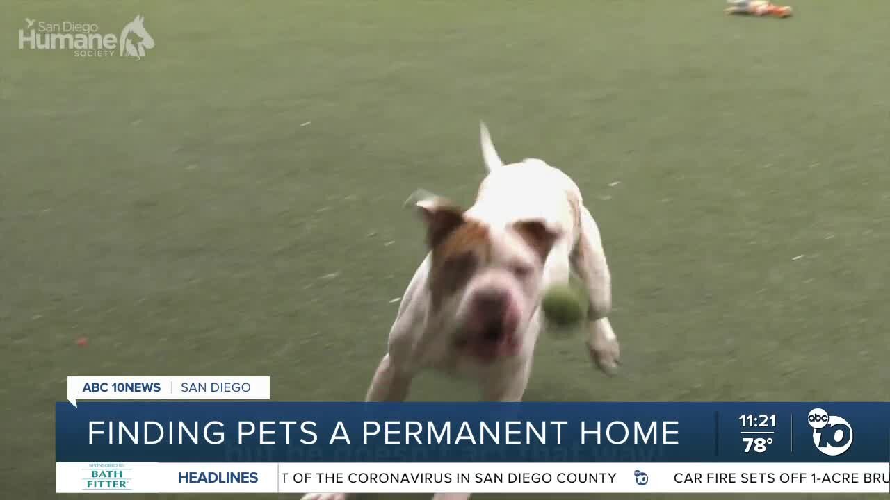 Pet of the Week: Thomas