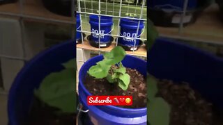 What a SWEET POTATO Bucket Garden looks like! 🍠❤️😋 🪣 #shorts #viral #tiktok