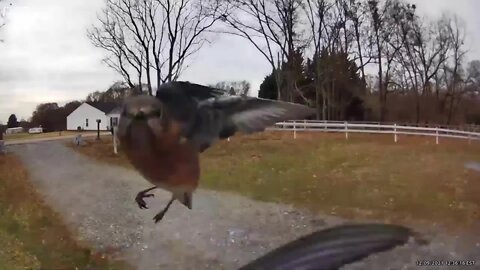 Bird fight on my Ring cam!