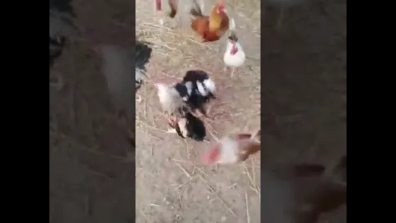 chicken Rape #funny #birds #shorts #trending #2022 #viral