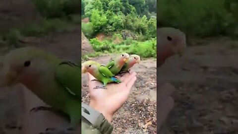 Love between birds and human