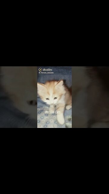 so cute cat one'like this cutie #cute#cat #kittens #cutecat #youtubeshorts