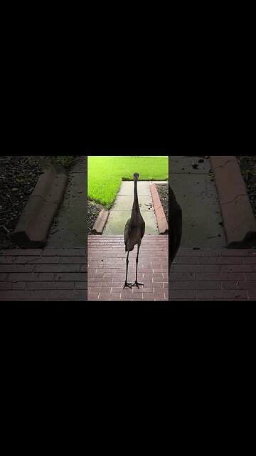 What type of bird is this? ￼