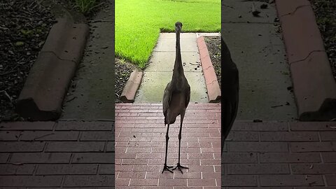 What type of bird is this? ￼