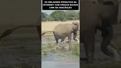 COITADO DESSE ELEFANTE