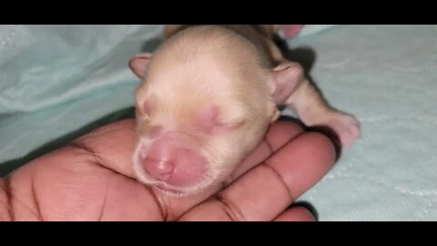 Jesse's S Litter Has Bern Named(2)