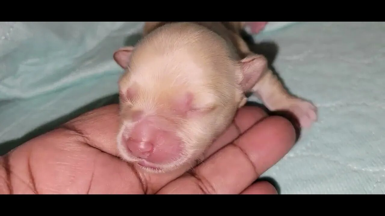 Jesse's S Litter Has Bern Named(2)