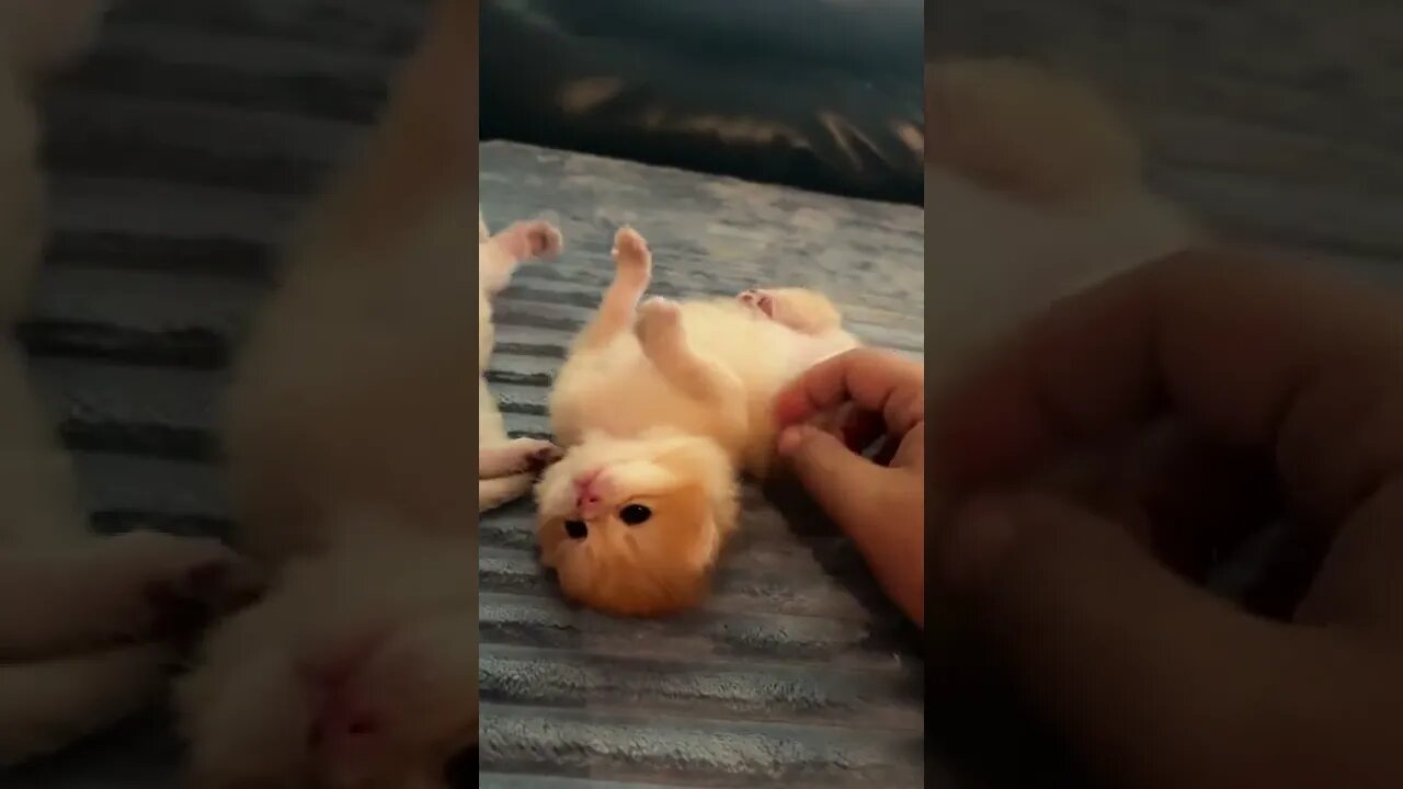 too please 🤣xy 🦊..tfinstagram #cats #catstagram #cats_of