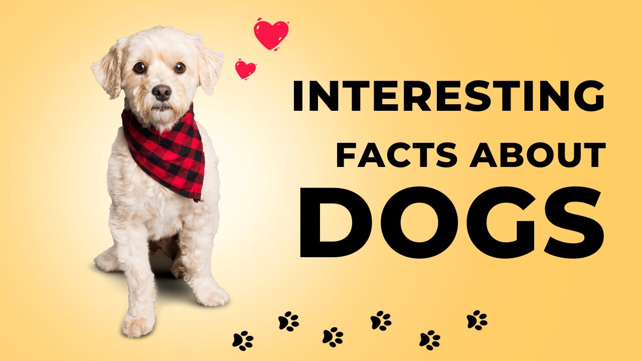 Interesting Facts About Dogs