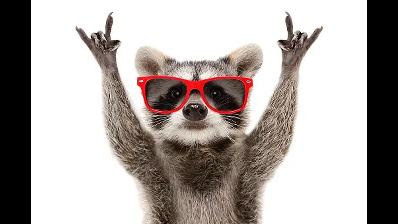 Funny Animals