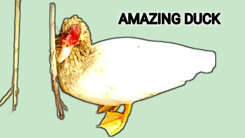 Amazing duck 🦆 wildlife animals