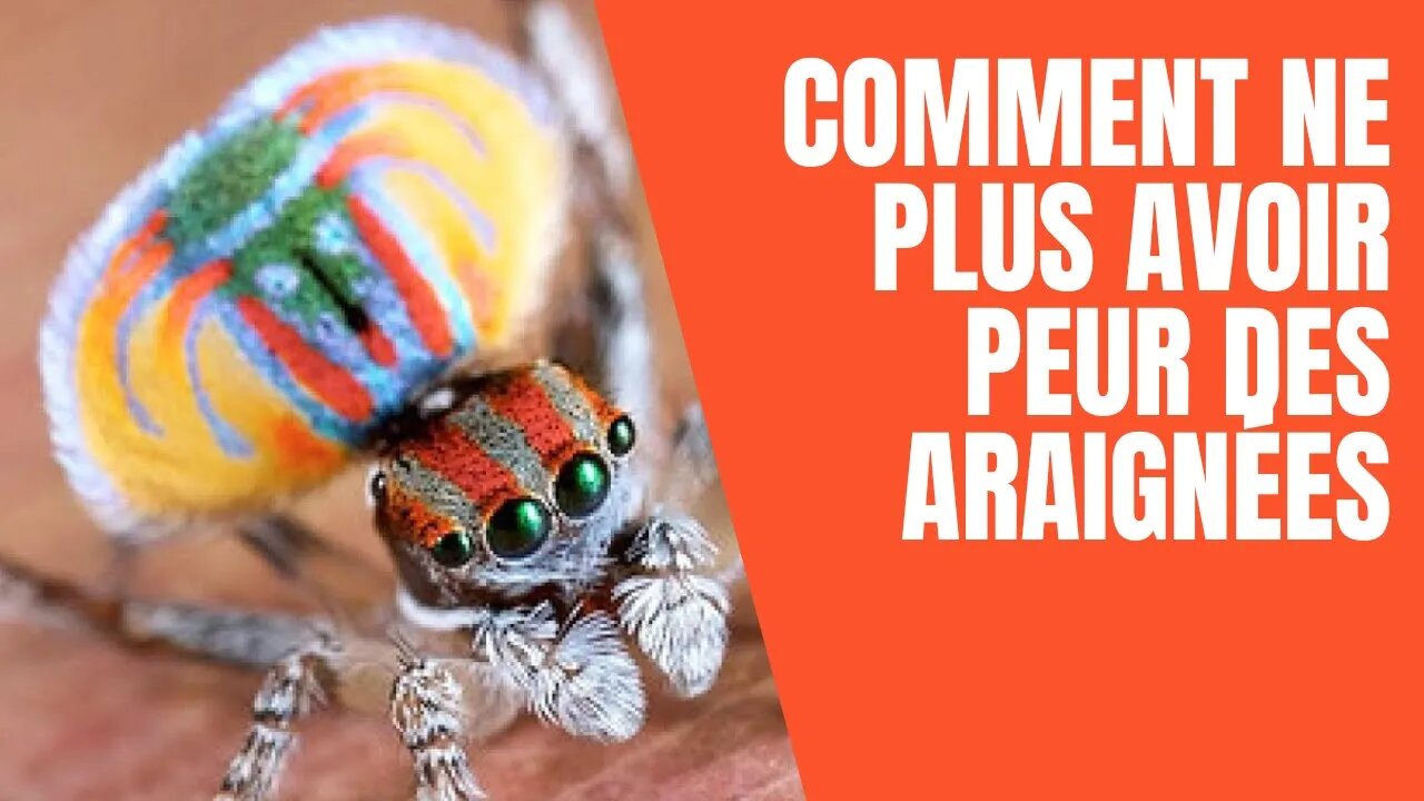 Comment ne plus avoir peur des araignées