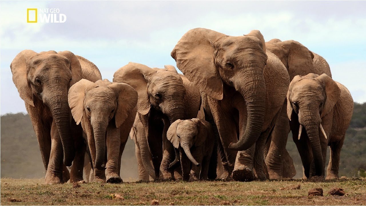 Life of Elephants [National Geographic